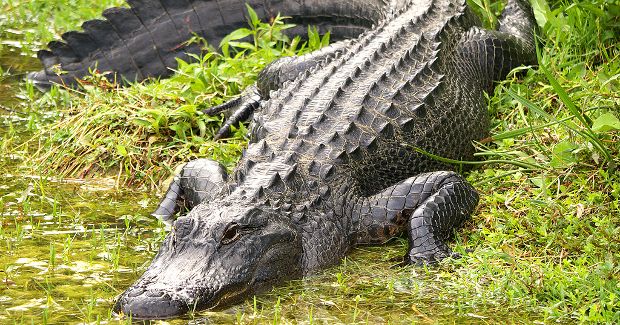 Police Find Alligator With Human Body in Its Mouth