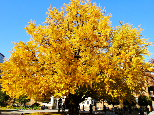 Source: Yokotatravel.com