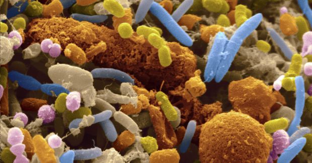 Increased Stomach Bacteria Could Reverse Autism-Like Symptoms