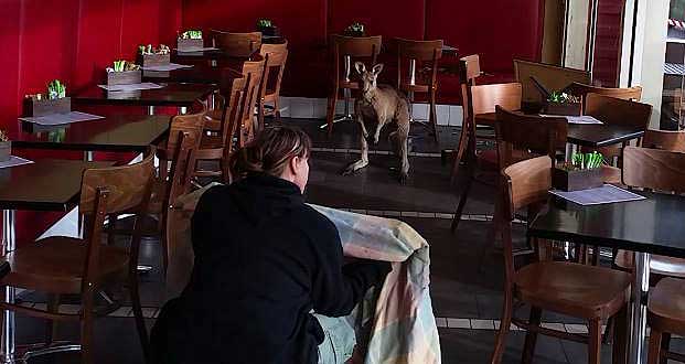 Kangaroo Crashes Breakfast at Australian Cafe