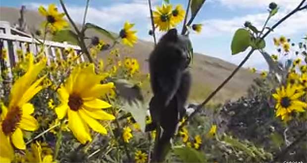 The Case of the Curious Kitten Stuck in a Sunflower