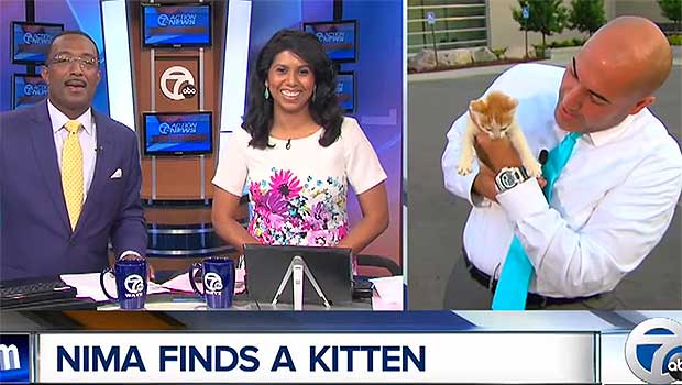 Stray Kitten Crashes Live Newscast