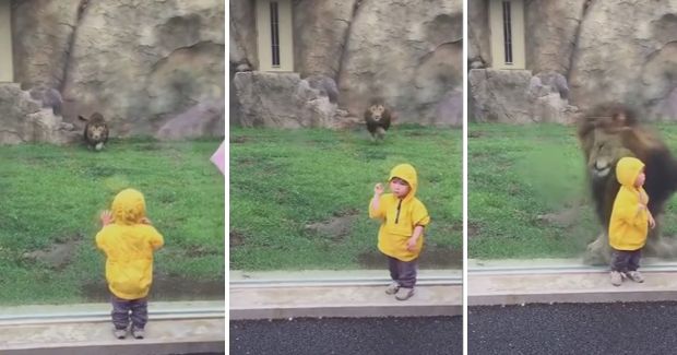 Lion Tries to Eat Kid Through Glass at Zoo