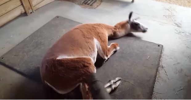 This Llama Freakin’ Loves Leaf Blowers