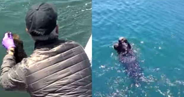 Rescuers Reunite Lost Baby Sea Otter With Its Mother