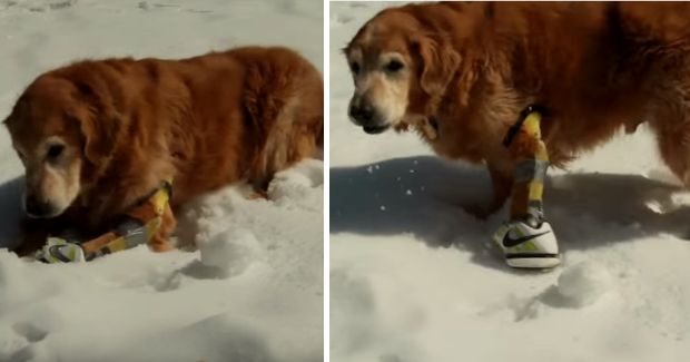 Owner Makes Prosthetic Paw for Dog From Old Nike Sneaker
