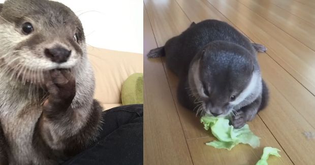 Watch This Adorable Otter Eat Everything