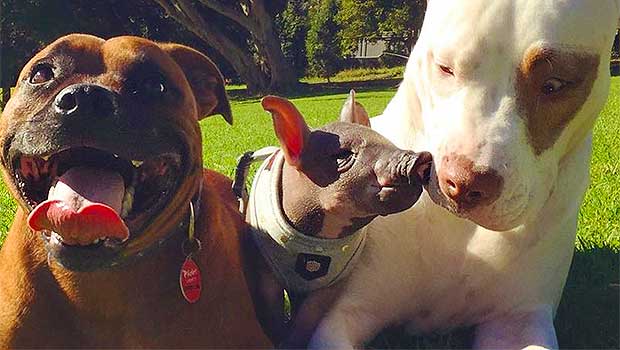 Rescue Piglet and Her Dog Brothers Are Here to Give You All the Feels