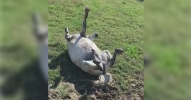 This Horse Is All of Us in the Morning