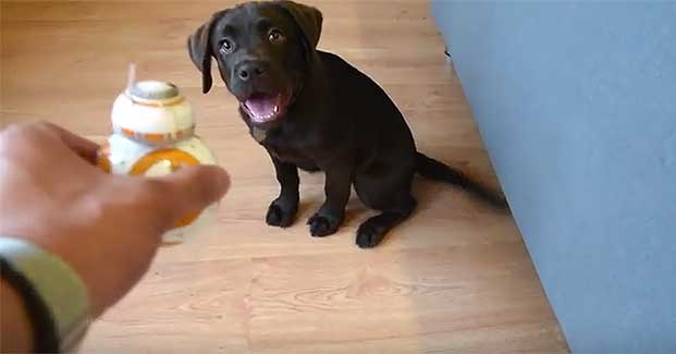 ‘The Bark Side Awakens’ When Puppy Meets BB-8 ‘Star Wars’ Toy