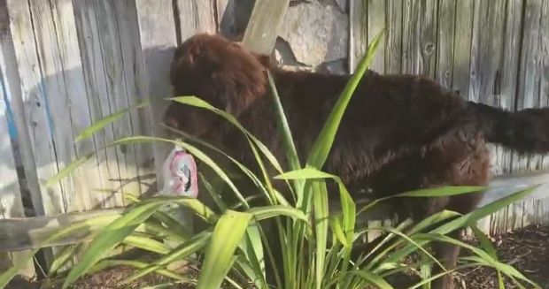 Oversized Puppy Tries to Hide From Owner; Hilariously Fails