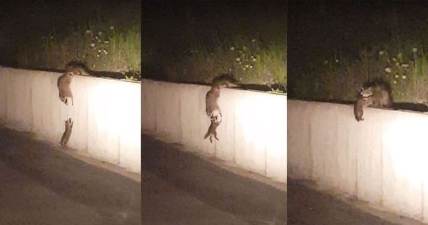 Raccoon Family Forms Ladder to Help a Baby Up a Wall