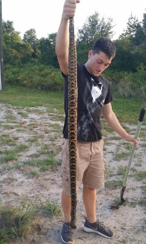 hero dog kills rattlesnake