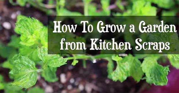 Mind the Scrap: Regrow Your Garden From Kitchen Scraps