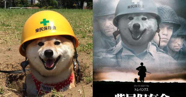Shiba Inu in Construction Helmet Gets Hilarious Photoshop Battle