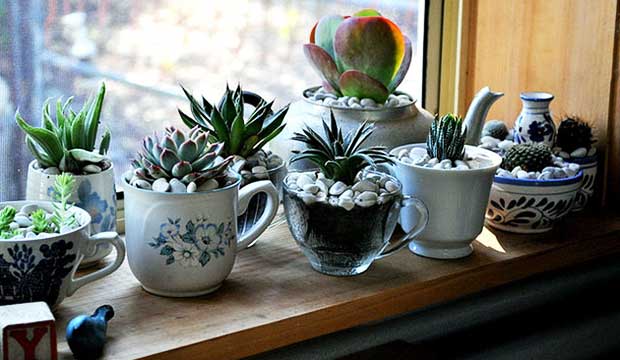 Clever Ways to Show Off Your Plants Without Trying Too Hard