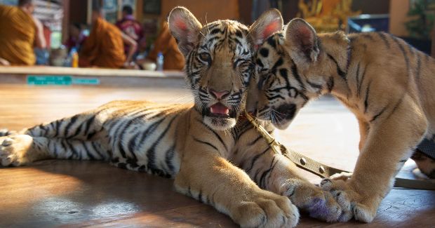 Thailand Tiger Temple Finally Has Tigers Taken Away After 40 Dead Cubs Discovered