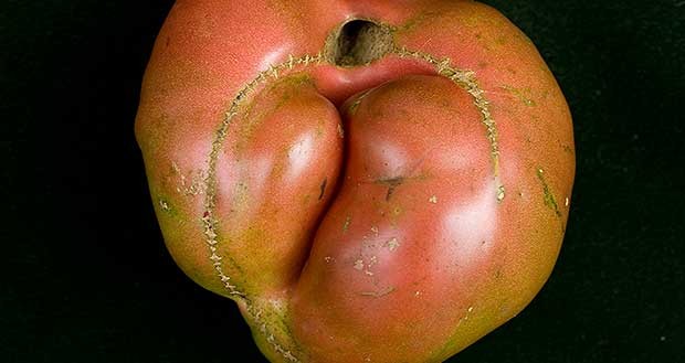 Source: TomatoTown.org