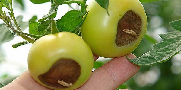 Source: HortUpdate.unl.edu