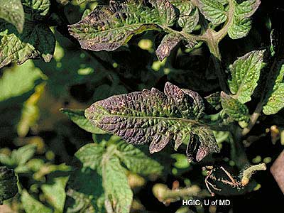 Source: TomatoDirt.com