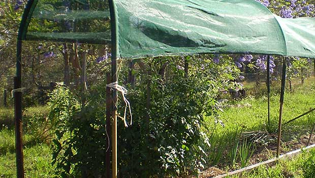 Source: AussieOrganicGardening.com