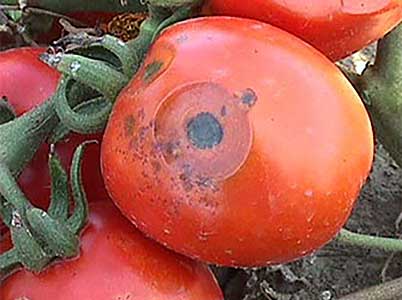 Source: njaes.Rutgers.edu