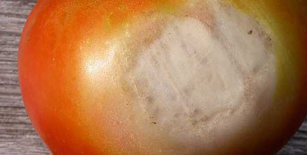 Source: www.MissouriBotanicalGarden.org