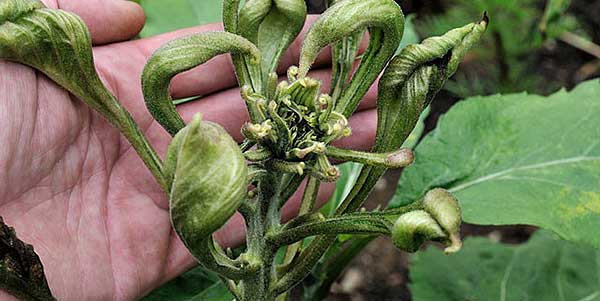 Source: GeologyWales.co.uk