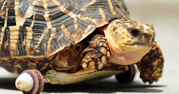 Tortoise Gets Wheels; Becomes Fastest Tortoise in Zoo
