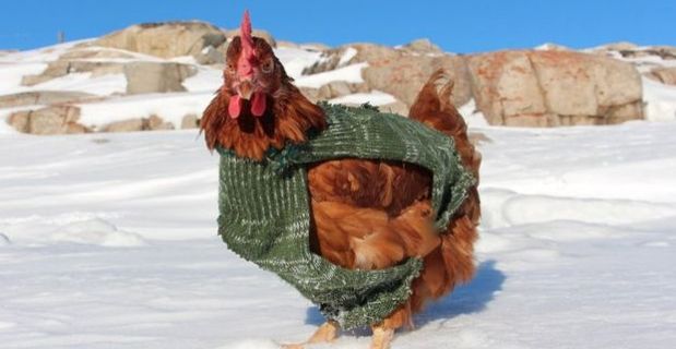 Meet the Hen That Is Sailing Around the World