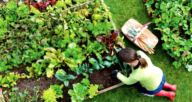 How to Make Money With Your Garden
