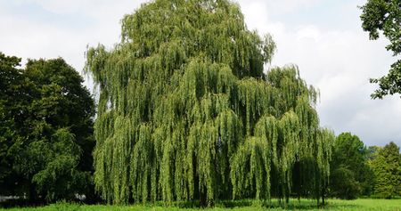 10 Trees You Should Never Plant in Your Yard
