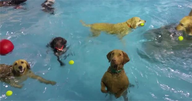 Meet Beya, the Most Socially Awkward Dog Caught at Any Pool Party