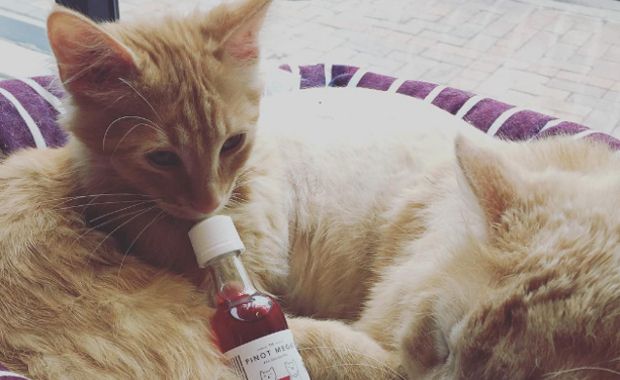 Source: Apollo Peak Cat Wine