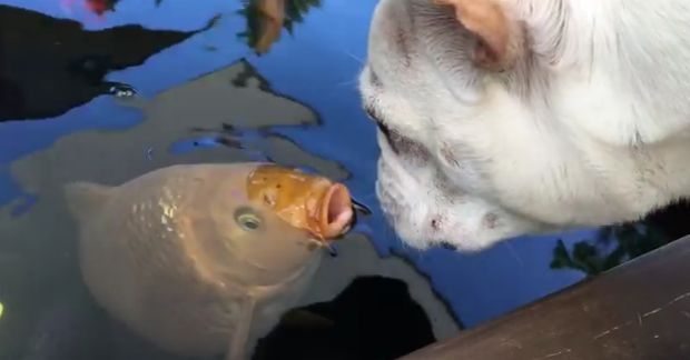 Watch the Unlikely Love Blossom Between a Dog and a Koi Fish