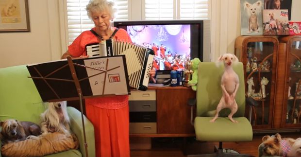 Prepare to Be Amazed by Nathan the Hairless Dancing Dog