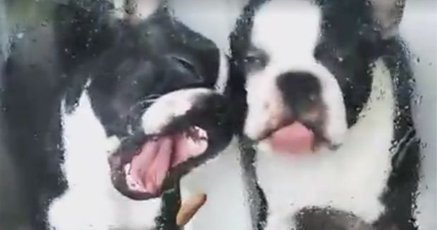 These Two Dogs Trying to Eat a Slug Through a Glass Door Will Instantly Make You Laugh
