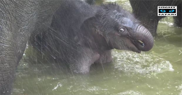 Source: Wildlife Reserves Singapore