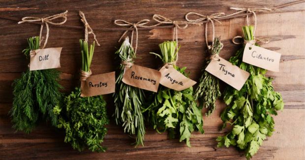 Take Your Garden Up a Notch by Growing Herbs