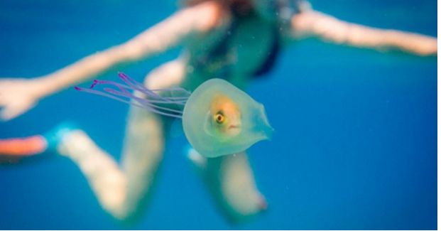 Fish Trapped Inside a Jellyfish Is a Bizarre and Beautiful Find