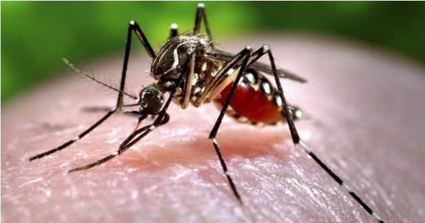 This Homemade Mosquito Repellent Will Keep You Bug Free This Summer