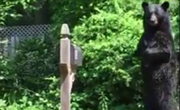 Watch Pedals the Bear Take a Causal Stroll Through the Neighborhood