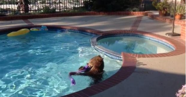 Watch This Bear Escape the Summer Heat With a Quick Dip in a Pool