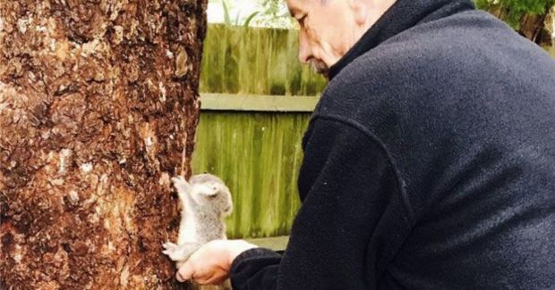 This Super Tiny Koala Is About to Melt Your Heart