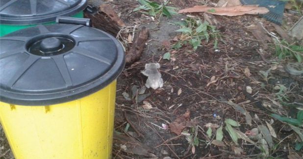 Source: : LOUISE HAYNES / ABC NEWS