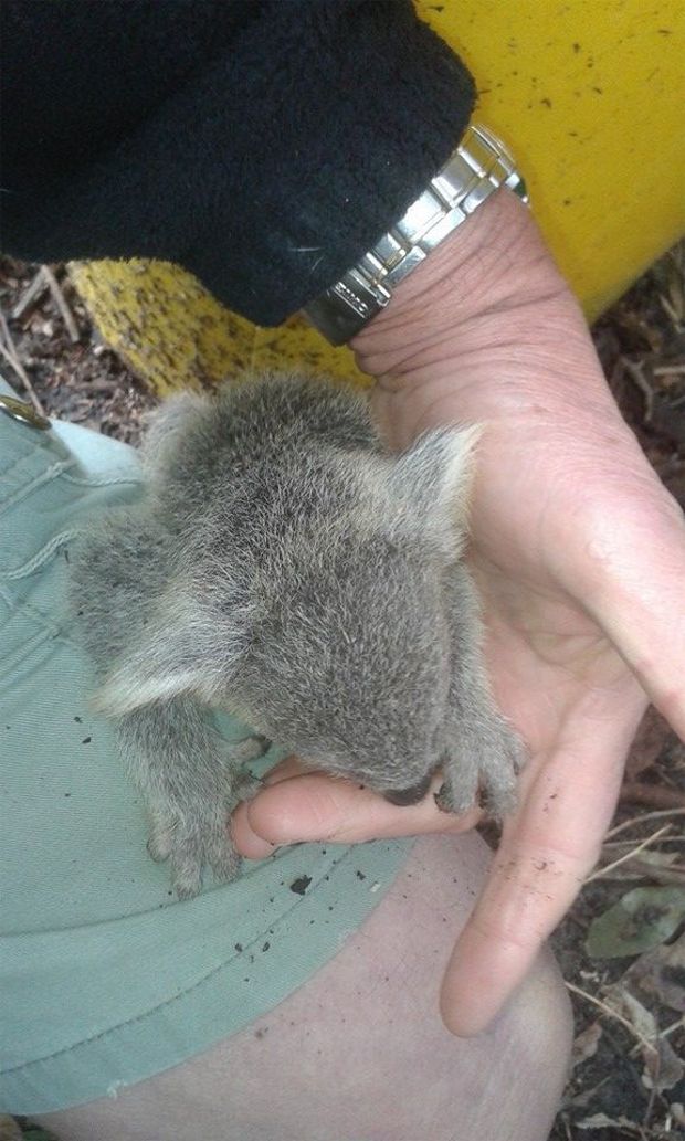 Source: : LOUISE HAYNES / ABC NEWS