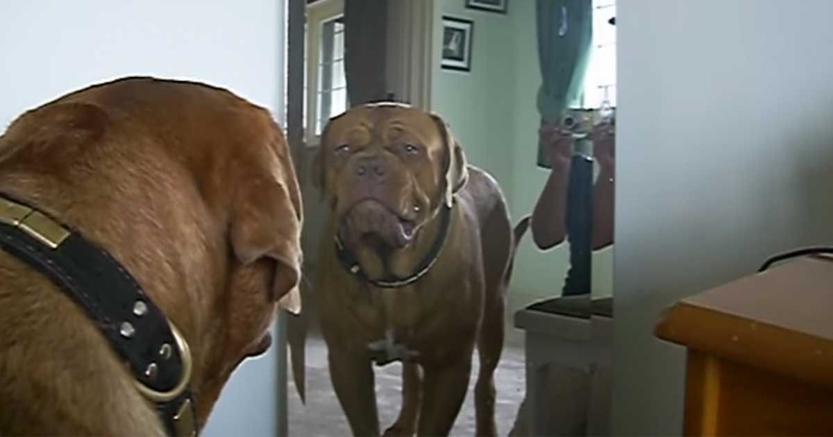Dog Refection This Dog Actually Reacts to His Reflection! - Its The Vibe