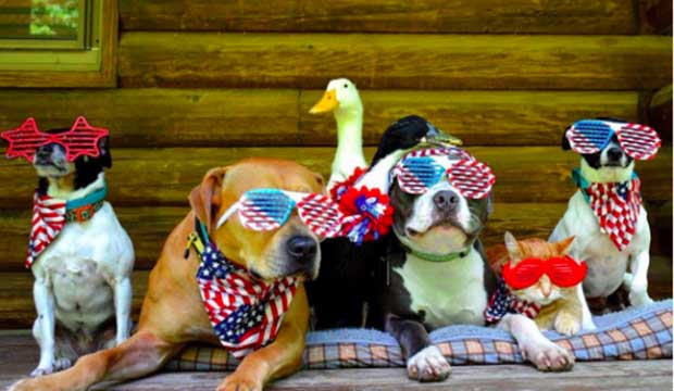 This Couple Rescued Seven Different Animals and They Are All One Happy Family