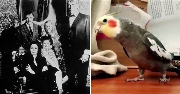 Watch This Adorable Bird Deliver a Pitch Perfect Rendition of ‘The Addams Family’ Theme Song