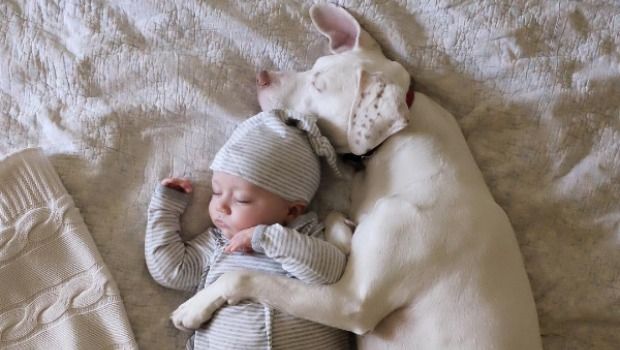 The Cuteness of This Dog and Baby Bond Is Off the Charts